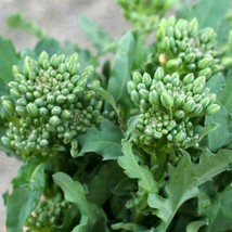 Broccoli Raab Seeds 600 Spring Rapini Vegetable Fresh USA Shipping - $72.26 MXN