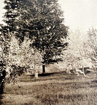 Manchester Orchard And Landscapes Maine 1924 Gravure Print New England D... - $378.90 MXN