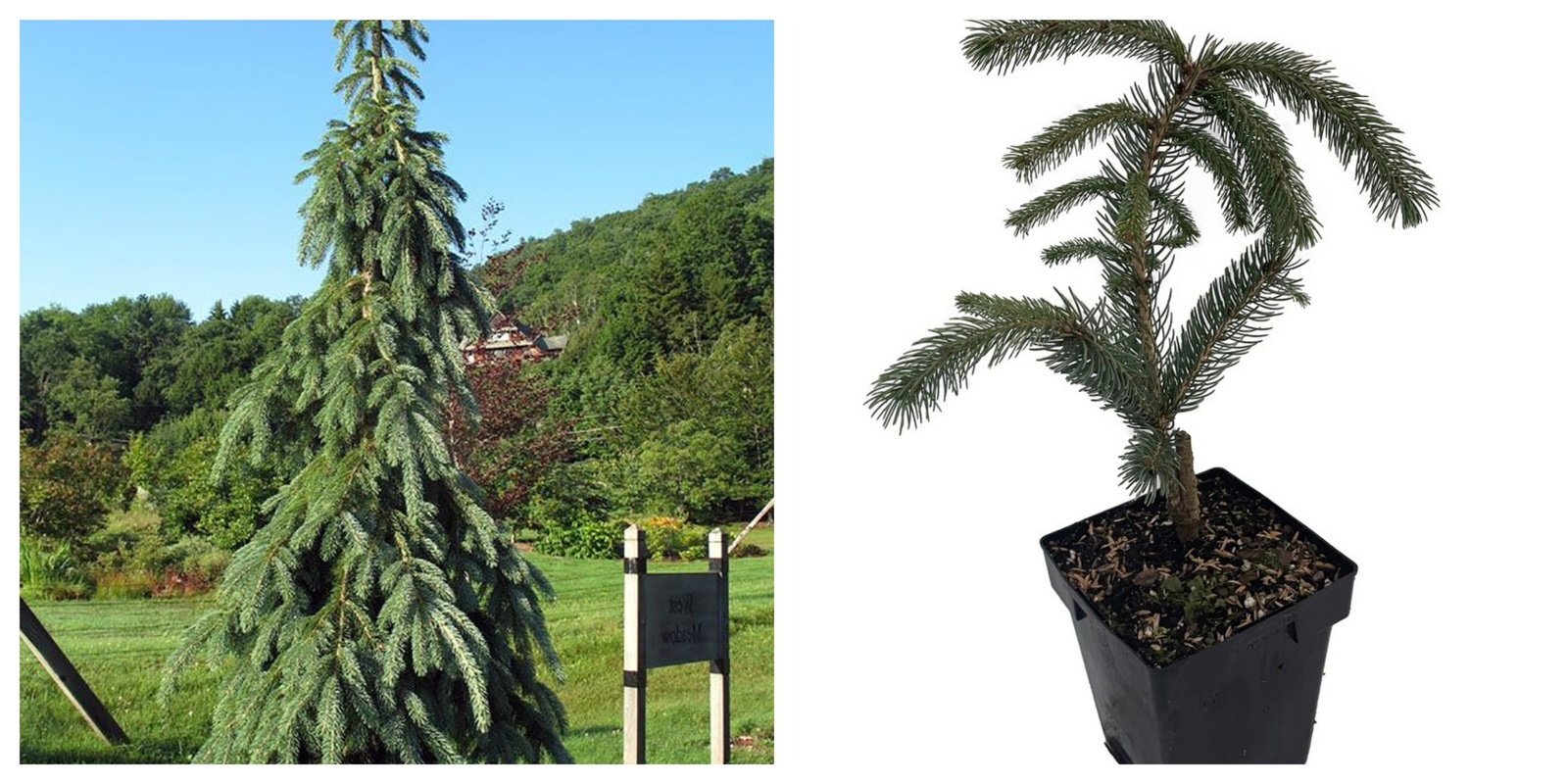 Weeping White Spruce Tree, Picea glauca Pendula, 5.5&quot; Pot - $141.99