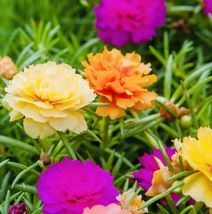 Moss Rose Double Flower Mix Open Pollinated Heirloom Fresh Harvest Seeds - £3.18 GBP