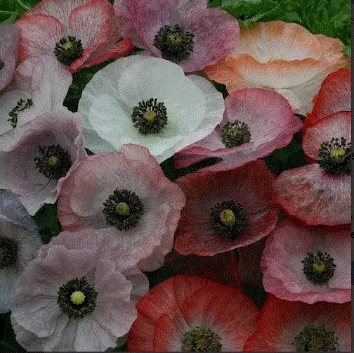 Poppy Shirley Mix 100 200+ Seeds Heirloom Op Garden - £6.55 GBP