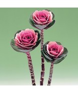 KKG 50 Flowering Kale Seeds Flowering Kale Crane Pink Ornamental Kale Se... - €8,46 EUR