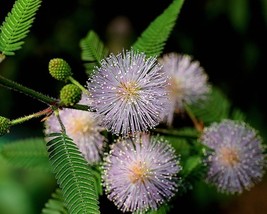 Mimosa Pudica (Sensitive Plant) 40 seeds - $1.49