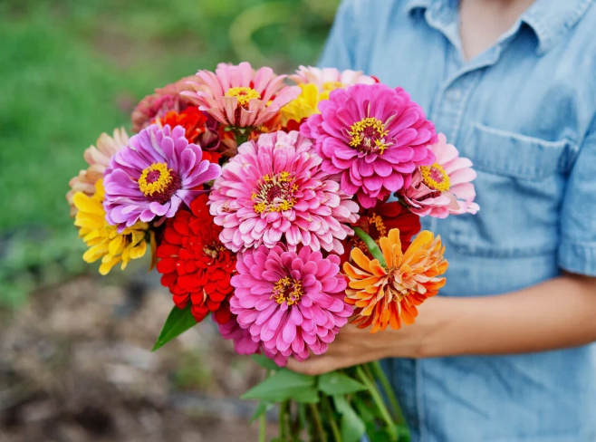 LD 100 California Giant Zinnia Flower Mix Seeds Fast Shipping - $7.99