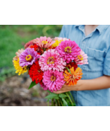 LD 100 California Giant Zinnia Flower Mix Seeds Fast Shipping - $10.92 CAD