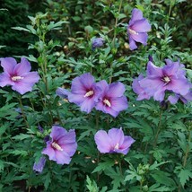 25 Purple Rose Of Sharon Hibiscus Flowering Shrub Seeds Fast Ship Fresh Seeds US - $13.98