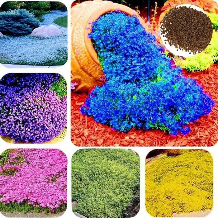 Creeping Thyme Rock CRESS Plant, 200 SEEDS D - $16.35