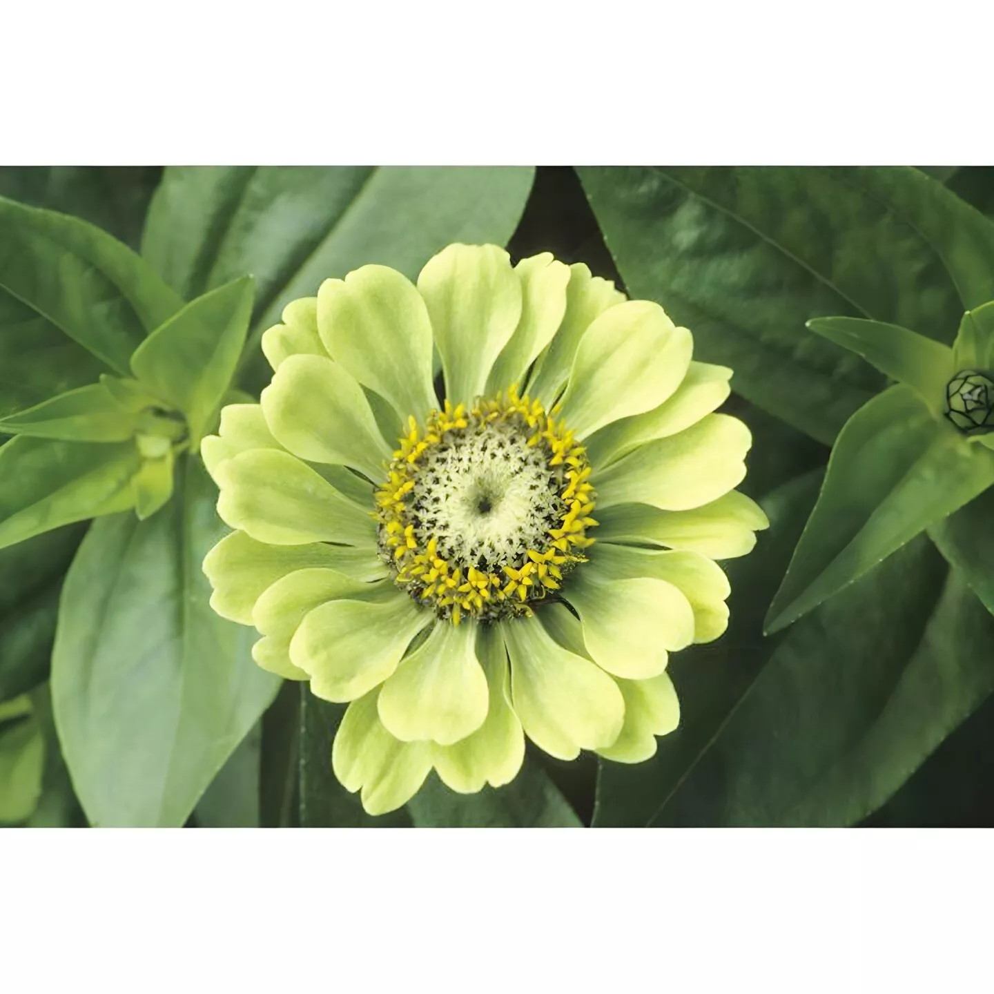 BPASTORE 200 Seeds Zinnia Envy Elegans Lime Green Flowers Butterflies Non-Gmo - $9.70