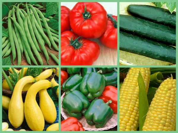 Vegetable Backyard Bounty 6 Pk Special Grow Your Own Save Fresh Seeds - £15.95 GBP