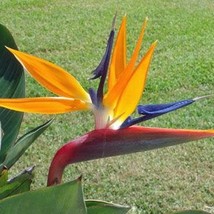 Strelitzia Reginae Bird Of Paradise Crane Flower 10 Seeds Seeds Fresh Fast Shipp - £16.61 GBP