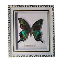 2 Pcs Butterfly Specimen Insect Photo Frame Butterfly Crafts Teaching Collection - £69.54 GBP