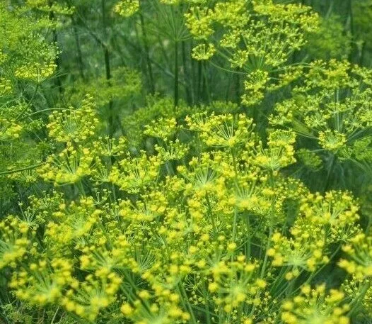 Semilir Bouquet Dill Seeds 500 Herb Garden Pickling Suppliers - £7.54 GBP