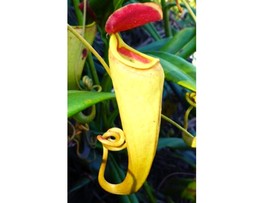 15+ Nepenthes Highland and Lowland Seed Mix  - $13.85