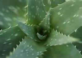 Medicinal Aloe Vera Starter Plant - £4.38 GBP