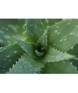Medicinal Aloe Vera Starter Plant - £4.30 GBP