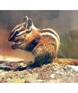1960s Dexter Maine Chipmunk Postcard Nature Wildlife Animals Outdoors E8... - €17,28 EUR