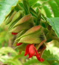 Item image 1 image 1