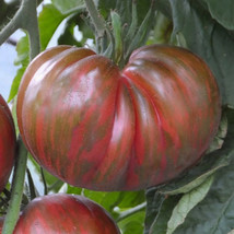 KKG Pink Berkeley Tie Dye Seeds 25 Seeds Fresh Garden - $7.89