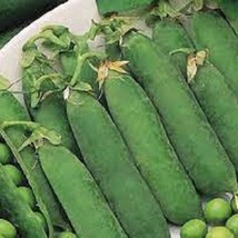 Little Marvel Green Pea - Organic, Heirloom Seeds - Most Popular Variety... - $8.98