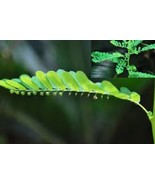 Phyllanthus niruri Herbal StonebreakerSoapShampoo Toothpaste Skin Hair N... - €11,02 EUR