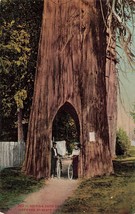 Everett Washington~ Men &amp; Women on Bicycle Tree Road ~1910s Postcard-
show or... - £8.49 GBP
