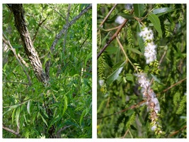 Lot of 5 Black Willow Cutting 18&quot; Salix nigra Fresh - £36.76 GBP