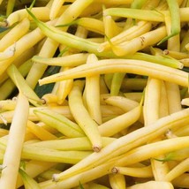 Golden Wax Bean Seeds 50 Ct Bush Yellow Bean Stringless Vegetable From US - £11.33 GBP