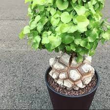 4 Seeds Hottentots' Bread Flores(Dioscorea elephantipes) Bonsai Plant Item image 2