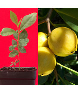 Lemon Yellow Cattley Guava Psidium Littorale Cattleianum Fruit Tree Pott... - £21.64 GBP