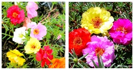 Mixed Color Moss-Rose Purslane Double Flower 1000pcs Seeds (Color: 1) - £17.57 GBP