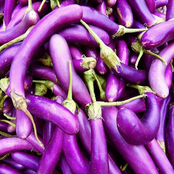 Long Purple Eggplant Seeds Fresh Garden Seeds Fresh Seeds - $3.00