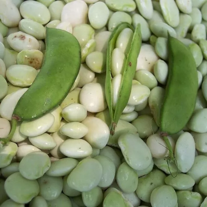 JGBO 15 White Dixie Butterpea Seeds Lima Bean, Shell Or Dry Bean Seeds C... - $8.58