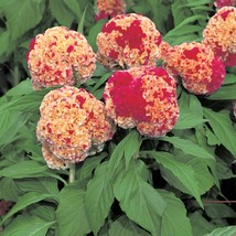 Celosia Seeds 50 Seeds Celosia Kurume Corona Cockscomb Seeds Gardening U... - $13.25