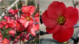 Live Plant - Spitfire Flowering Quince - Established Roots - 3 Pack Small Pots - £55.26 GBP