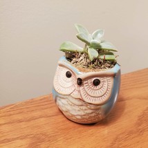 Ghost Plant in Ceramic Owl Pot, Live Succulent, Graptopetalum paraguayense, 2.5" image 3