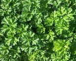 Parsley Seeds 500 Forest Green Curled Herb Garden Cooking Health Fast Sh... - $8.99