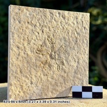 RARE Free Floating Crinoid Fossil – Saccomella tenella – Solnhofen Platt... - £113.86 GBP