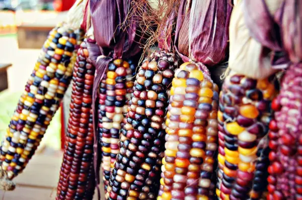 Top Seller 100 Ornamental Indian Corn Wampum Mixed Colors Zea Mays Veget... - $14.60