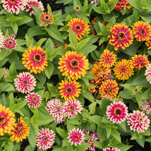 SL 100+ Swizzle Mix Zinnia Seeds For Garden Planting - Usa - ! - £3.65 GBP