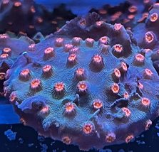 Cyphastrea (Blue and Orange polyps) - £32.81 GBP