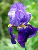 1 Rhizome - Amas Tall Bearded Iris - $24.99
