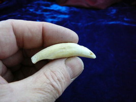 (g373-5) Genuine 2-3/8&quot; GATOR Alligator Aligator Tooth TEETH for jewelry loose - $43.00