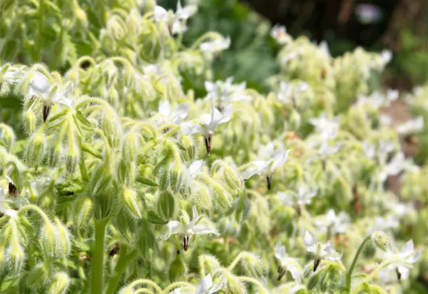 50 White Borage Borago Officinalis Bianca Herb Flower Seeds Fresh - £7.99 GBP