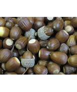 HSeeds White Oak Acorns Quercus Alba  Seeds 2024 Harvest Tested Floaters... - $9.49 CAD