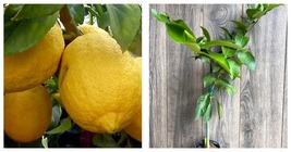 Grafted Ponderosa Lemon in half Gallon Pot Plant - £62.75 GBP