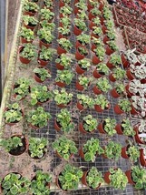 BubbleBlooms Peperomia Freckles Wholesale Bulk Plants 4 inch 15-Pack Var... - £182.88 GBP
