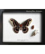 Hyalophora Cecropia XL Real Silk Moth &amp; Pupa Cocoon Framed Entomology Sh... - $167.31 CAD