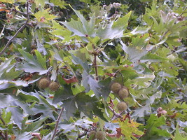 Platanus Orientalis Oriental Planetree Tree Seeds Garden Fresh USA Shipping - £11.10 GBP