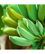 Best Ice Cream Banana 'Blue Java' / Musa acuminata × balbisiana / Live P... - $54.99