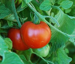 Tomato Sub Arctic Plenty Heirloom Vegetable By Seed Kingdom 25 Seeds Fresh Garde - $13.08